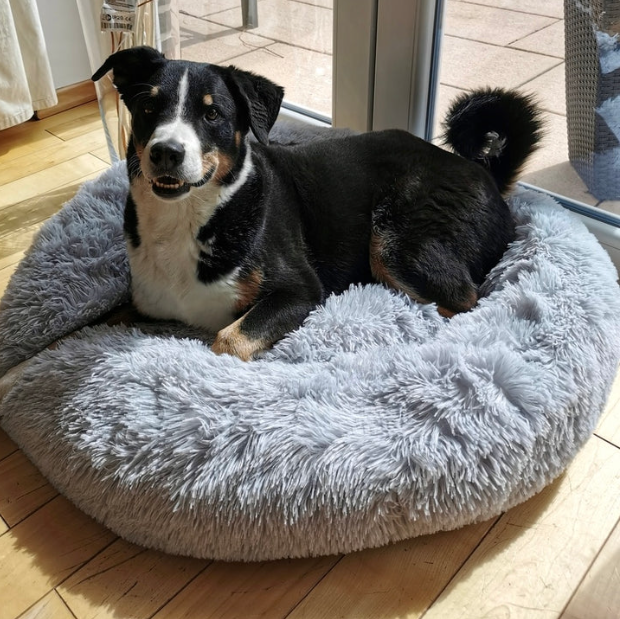 PfotenSpass™ Hundebett "Wolke 7" - Das Original